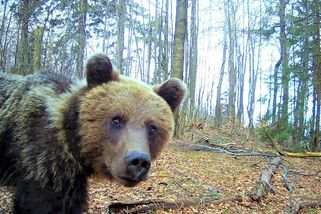 Jsou na Slovensku medvědi skutečně přemnožení? Jaká je realita této environmentální noční můry? - Médium.cz